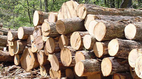توقیف دو دستگاه خودروی حامل ۱۵۸ اصله چوب آلات قاچاق جنگلی در اردبیل