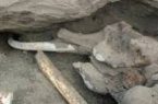 ثبت ملی فسیل ماموت یافت شده در شهرستان بیله سوار