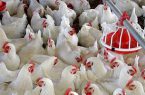 ۴ میلیارد دلار ارز طی ۴ ماه هرز رفت/ظرفیت صادرات ۸۰۰ هزار تن مرغ در معرض خطر