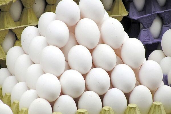 مشکل کمبود تخم مرغ در اردبیل رفع می‌شود