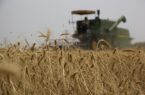پیش‌بینی افزایش ۴۰ درصدی تولیدات زراعی کشت و صنعت مغان طی امسال