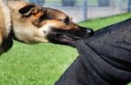 سگ هار ۱۶  شهروند مشگینی را زخمی کرد