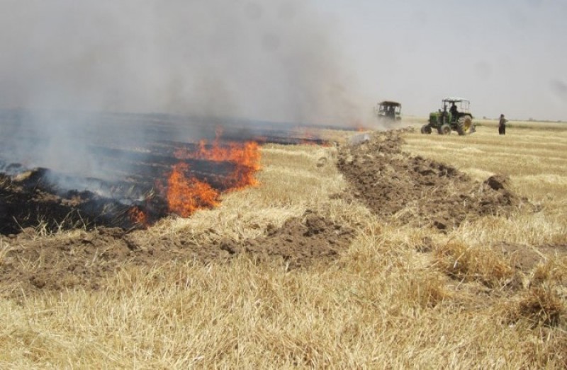 آتش زدن مزارع موجودات مفید خاک را از بین می‌برد