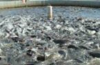 خلخال و کوثر مستعدپرورش ماهیان سردآبی است