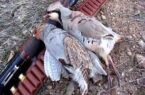شکارچی متخلف پرندگان در منطقه حفاظت شده آغ‌داق دستگیر شد
