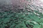 تولید ۱۰ هزار تن ماهی در اردبیل