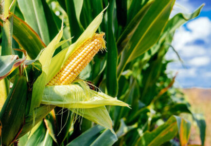 گره مطالبات ذرتکاران دشت مغان باز شد