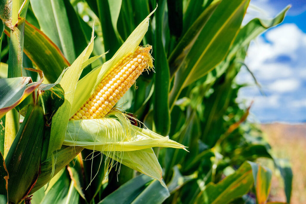 گره مطالبات ذرت‌کاران دشت مغان باز شد