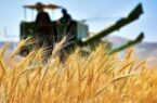 قیمت پایه خرید گندم در اردبیل ۴۹۵ هزار ریال اعلام شد