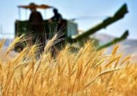 قیمت پایه خرید گندم در اردبیل ۴۹۵ هزار ریال اعلام شد